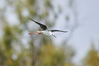 black-winged stilt