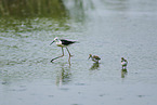 black-winged stilt