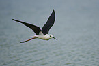 black-winged stilt