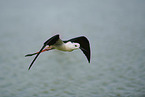black-winged stilt