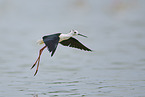 black-winged stilt