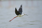 black-winged stilt
