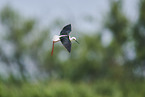black-winged stilt