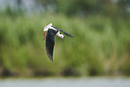 black-winged stilt