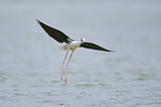 black-winged stilt