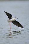 black-winged stilt