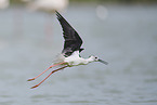 black-winged stilt