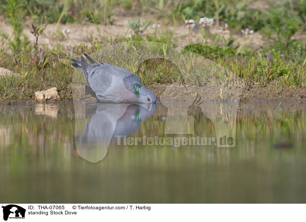 standing Stock Dove / THA-07065