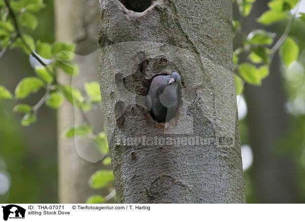 sitting Stock Dove / THA-07071