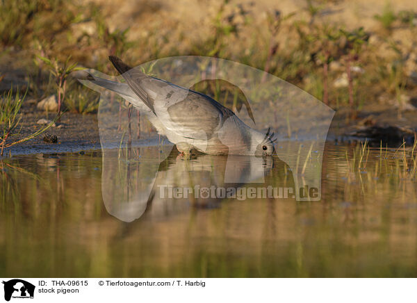 stock pigeon / THA-09615