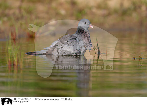 stock pigeon / THA-09942