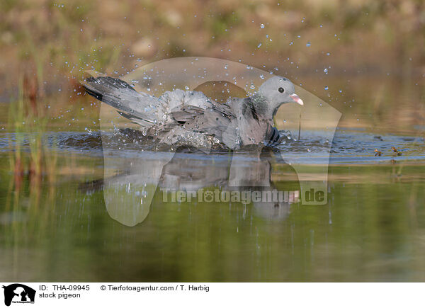stock pigeon / THA-09945