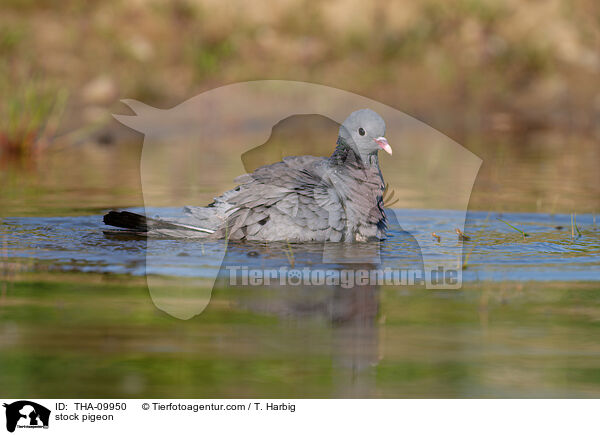 stock pigeon / THA-09950