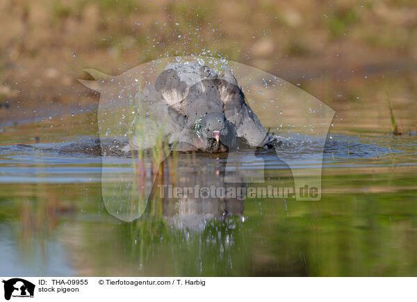 stock pigeon / THA-09955