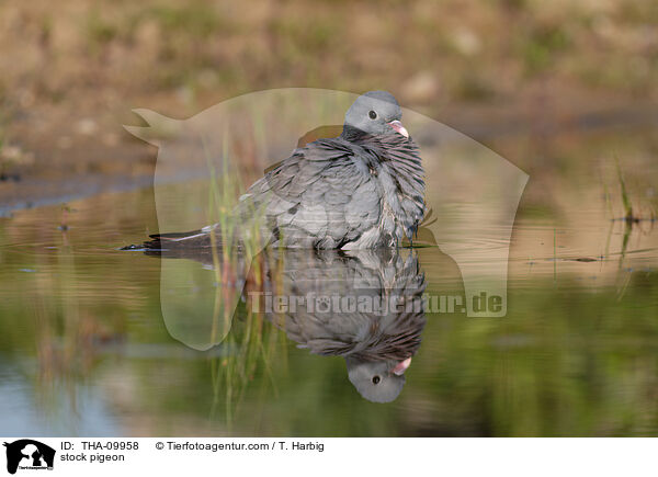 Hohltaube / stock pigeon / THA-09958
