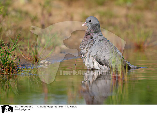 stock pigeon / THA-09960