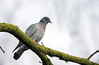 Stock Dove