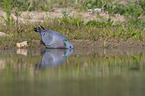 standing Stock Dove