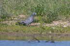 walking Stock Dove