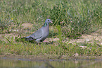 walking Stock Dove