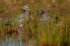 stock pigeons