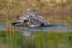 stock pigeon