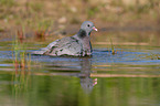 stock pigeon