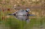 stock pigeon