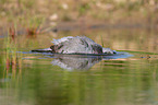 stock pigeon