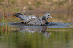 stock pigeon
