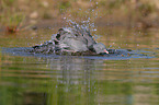 stock pigeon