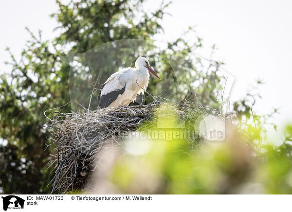 stork / MAW-01723