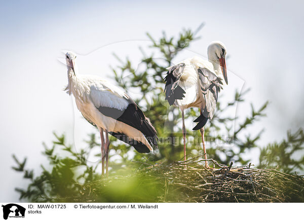 storks / MAW-01725