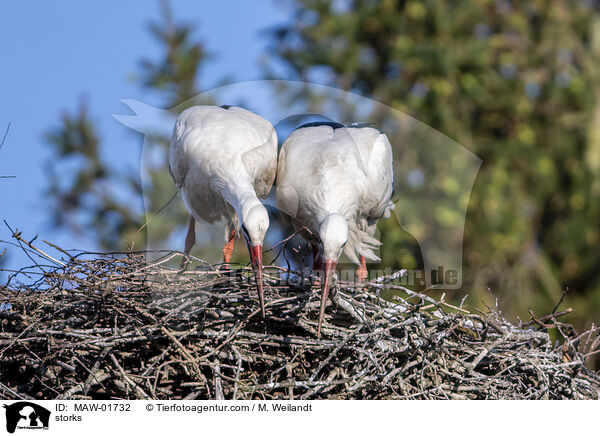 Strche / storks / MAW-01732