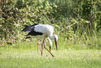 storks
