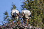 storks