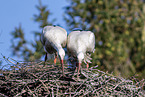 storks