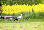 stork