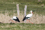 storks