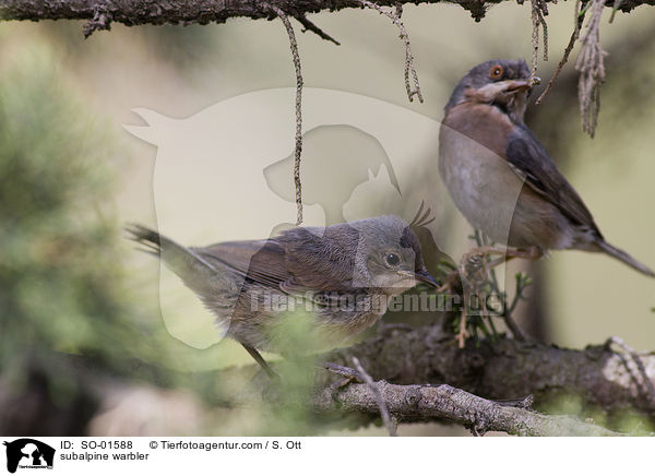 subalpine warbler / SO-01588