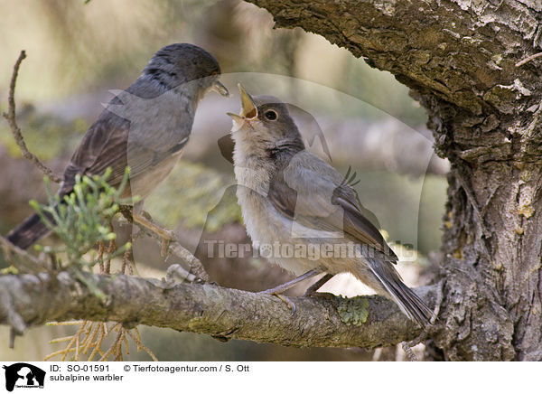 subalpine warbler / SO-01591