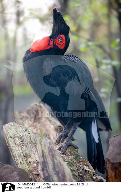 southern ground hornbill / MAZ-04211