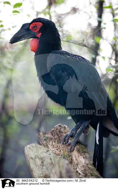 southern ground hornbill / MAZ-04212