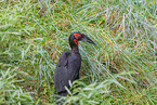 southern ground hornbill