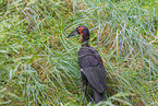 southern ground hornbill