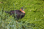 southern ground hornbill