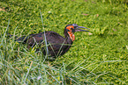 southern ground hornbill