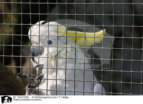 Sulphur-crested Cockatoo / TH-01098