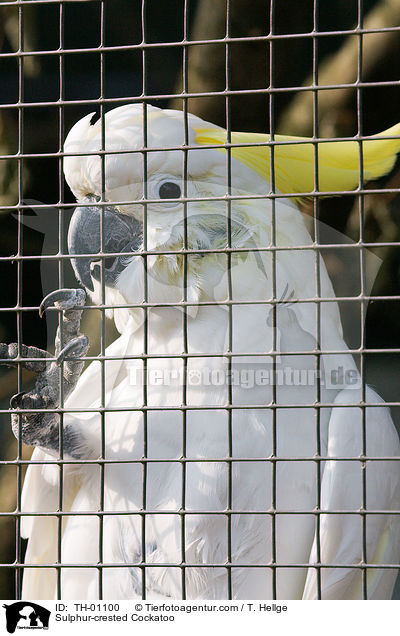 Gelbhaubenkakadu / Sulphur-crested Cockatoo / TH-01100