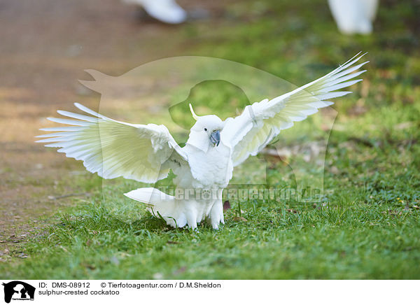 sulphur-crested cockatoo / DMS-08912